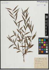 Foto von Salix alba L.